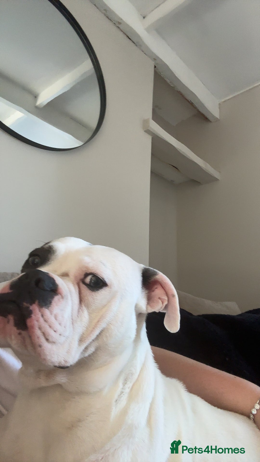 Old Tyme Bulldog dogs for sale: Bouver  - Image 3