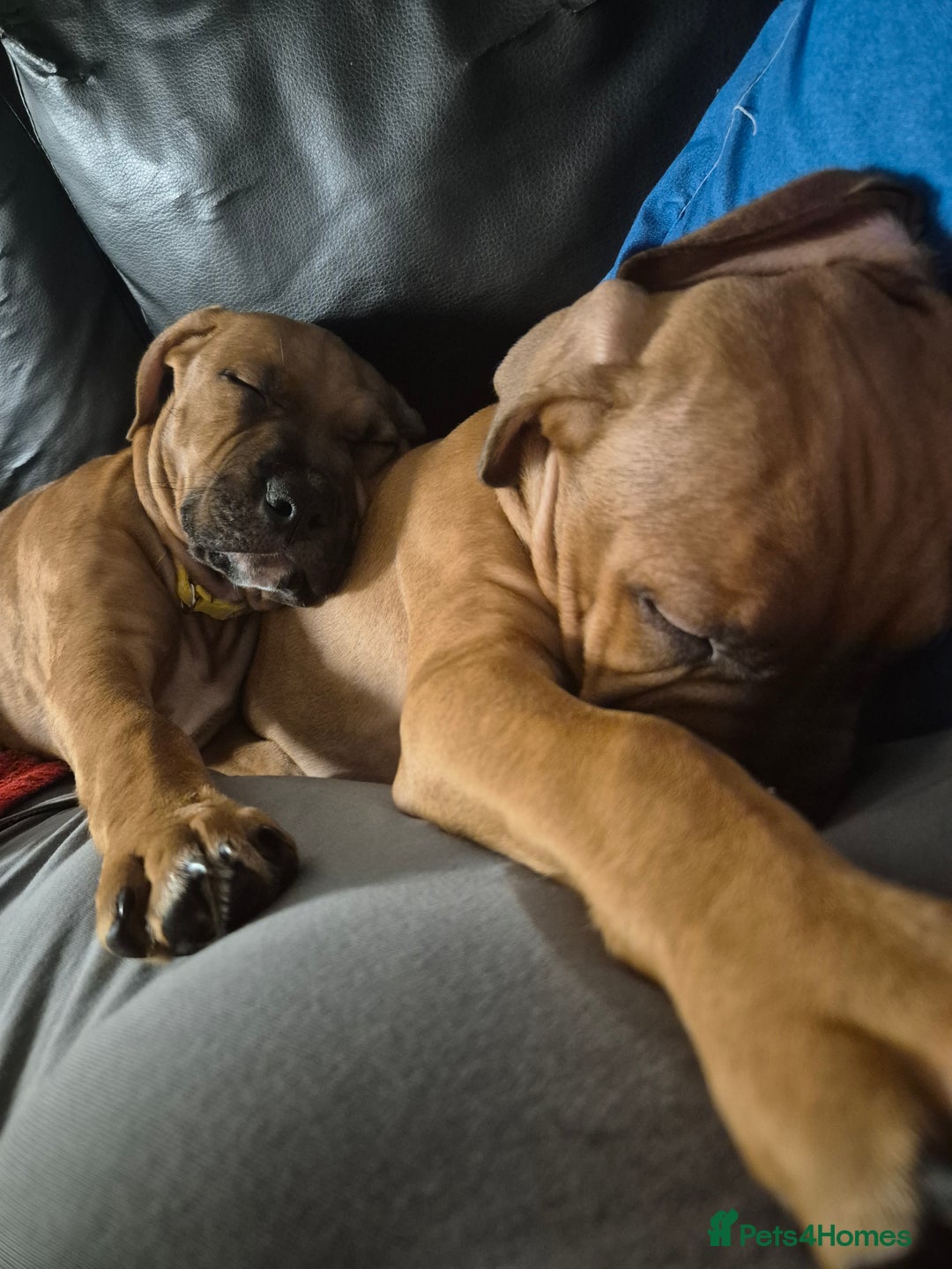 Mixed Breed dogs for sale: Bullmastiff x puppies 🐶  - Advert 15