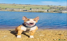 English Bull Terrier dogs for stud: ENGLISH BULL TERRIER STUD DOG - KC Registered - Image 5