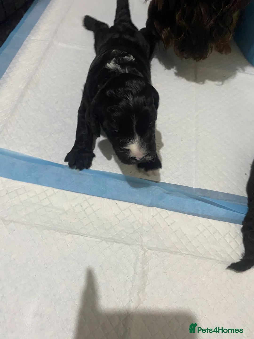 Cockapoo dogs for sale: 5 beautiful cockapoo puppies  - Advert 16