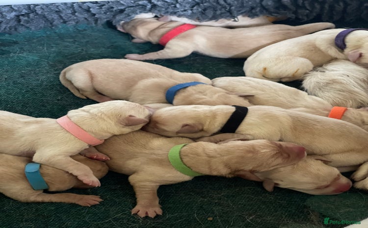 Labrador Retriever dogs - Advert 2