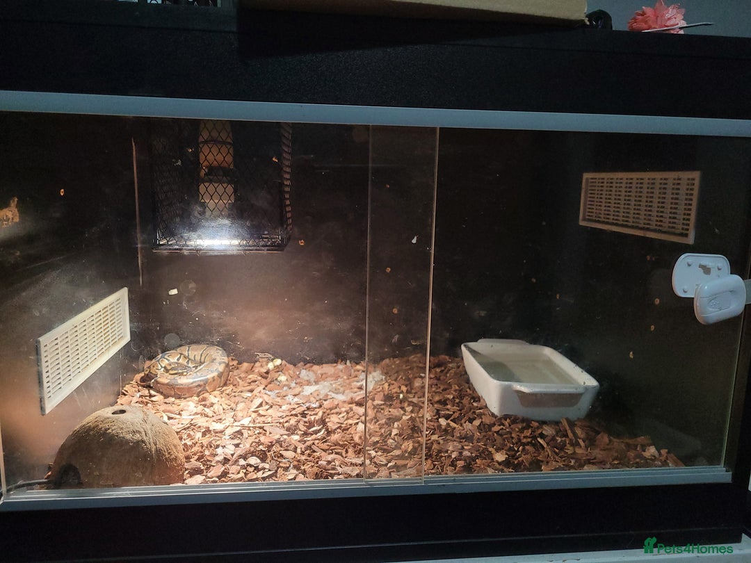 Python Snake reptiles for sale: snake for sale, £250 (including vivarium) - Image 3