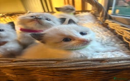 Ragdoll cats for sale: TICA Pedigree Ragdolls 💎✨ - Image 5