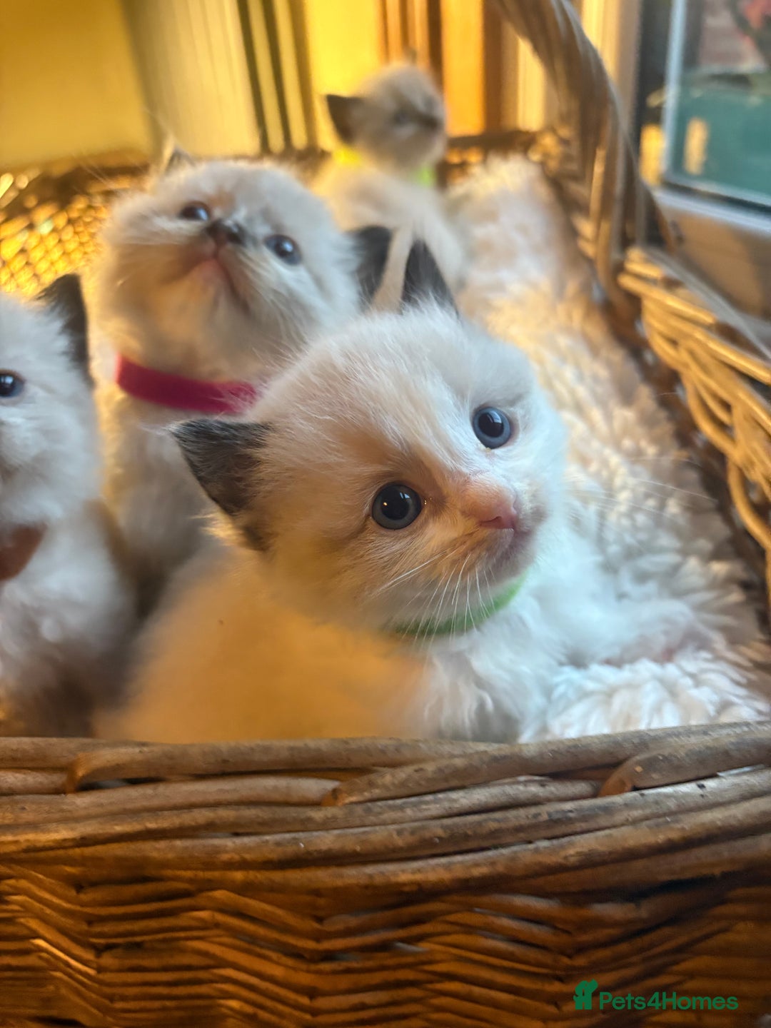 Ragdoll cats for sale: TICA Pedigree Ragdolls 💎✨ - Image 5