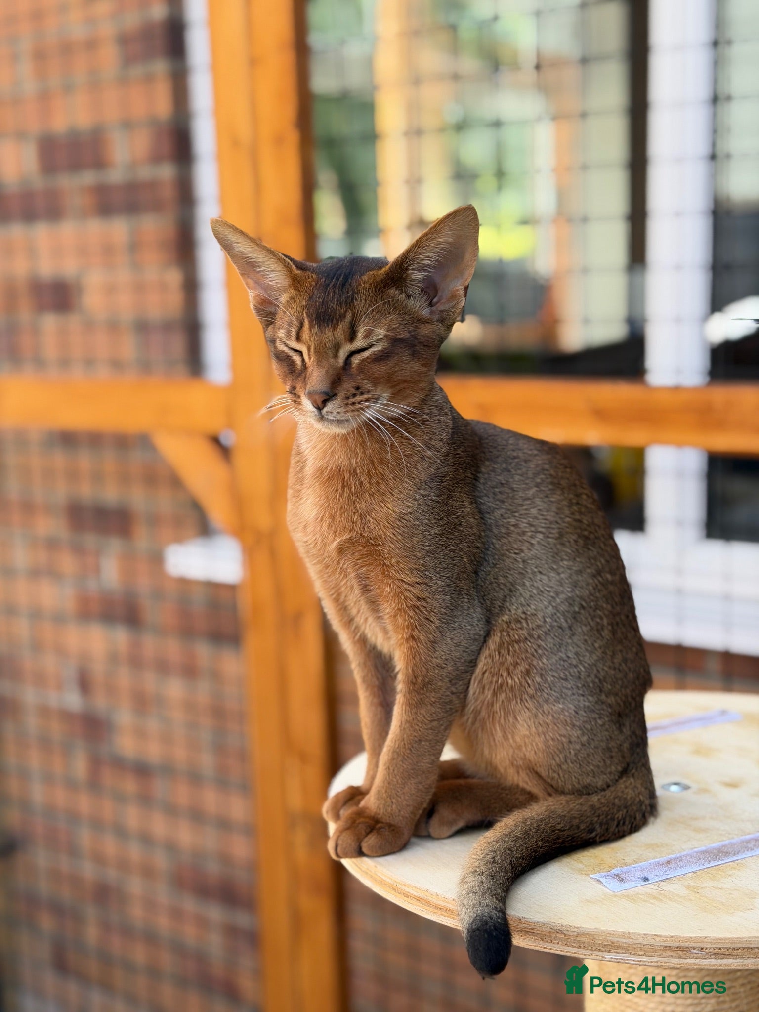 Abyssinian cats Last amazing kitten 😻 - Advert 2