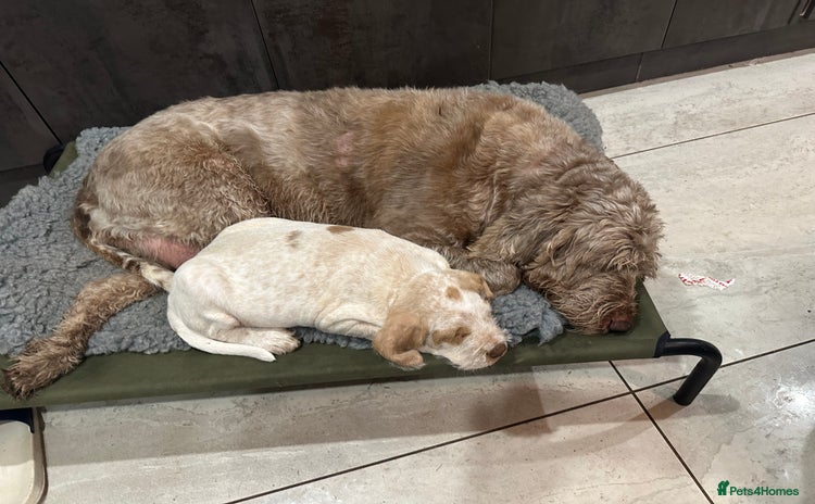 Italian Spinone dogs - Advert 13