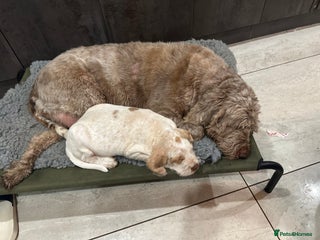 Italian Spinone dogs - Advert 11