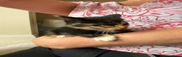 Mixed Breed cats for sale: Gorgeous Litter of BSH X Long Haired Kittens in Usk - Advert 5