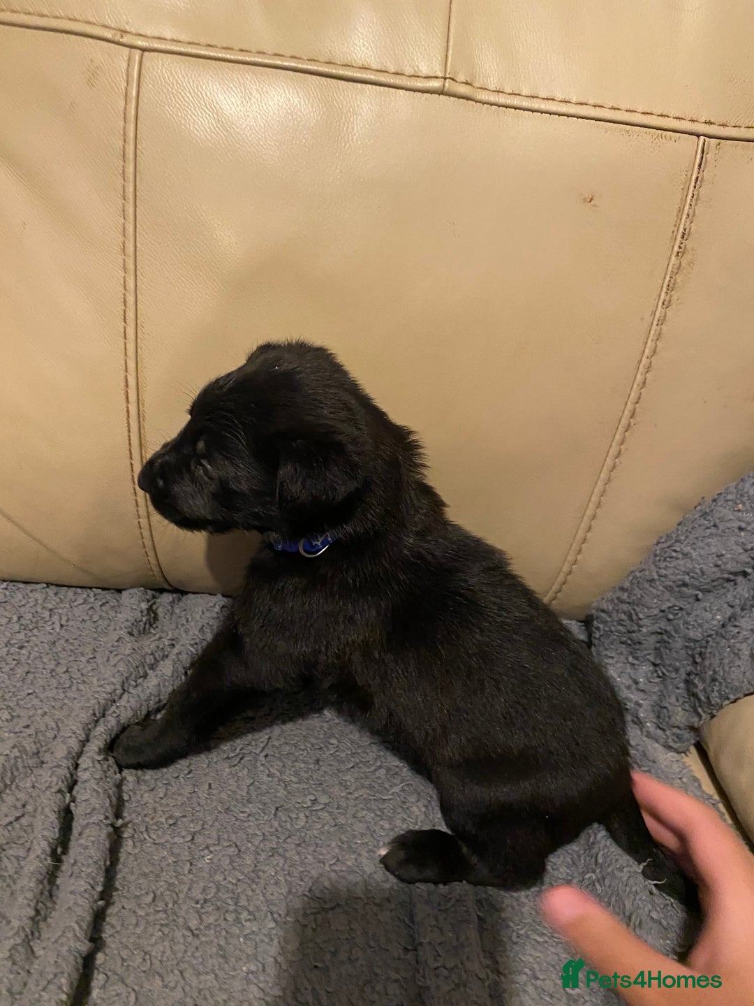 Belgian Shepherd Dog dogs for sale: Belgian Malinois puppies - Advert 24