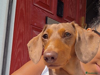 Miniature Dachshund dogs Miniature dachshund Puppies - Advert 1