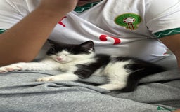 British Longhair cats for sale: Male 9 weeks old kitten.  - Image 2
