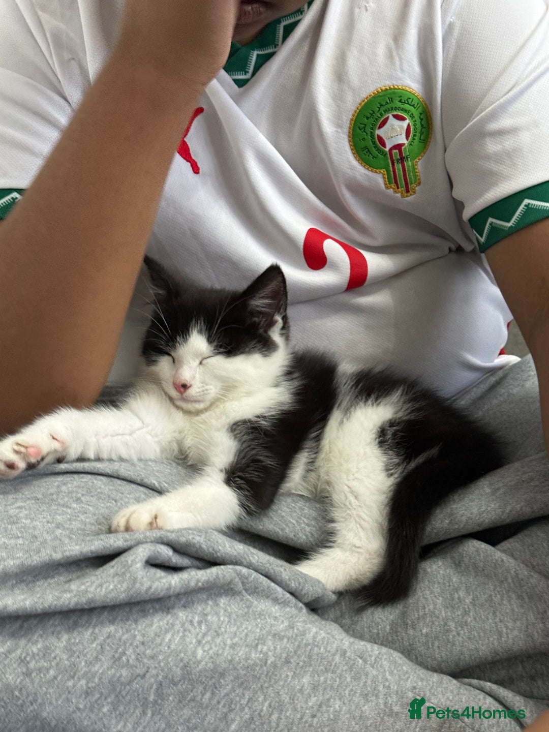 British Longhair cats for sale: Male 9 weeks old kitten.  - Image 2