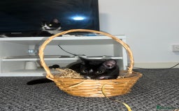 British Shorthair cats for sale: Adorable Cat Duo Looking for a Loving Home - Image 11