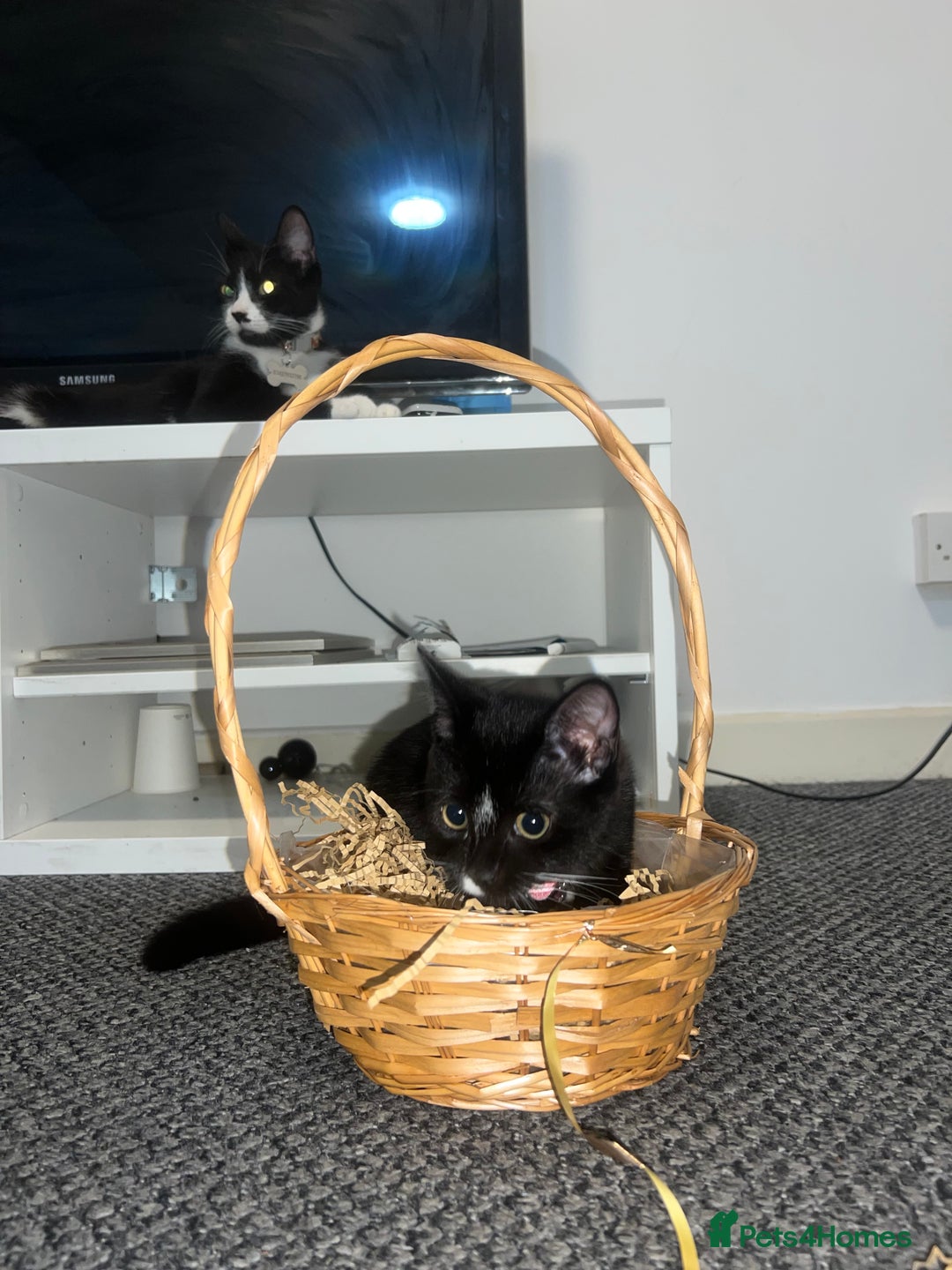 British Shorthair cats for sale: Adorable Cat Duo Looking for a Loving Home - Image 11