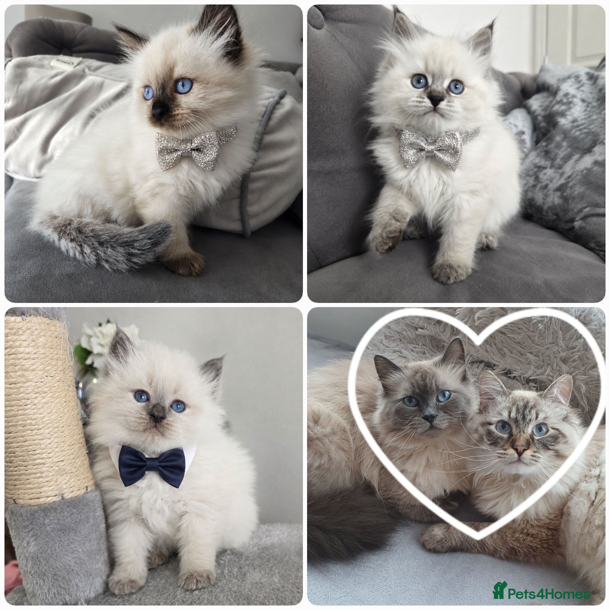 Siberian cats 🤩Champion bloodlines neva masquerade siberians🤩 - Advert 6