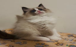 Ragdoll cats for sale: 💙🐾Tica full Pedigree🐾EU Ragdoll 🐱🐾DNA Clear❤️ - Image 6