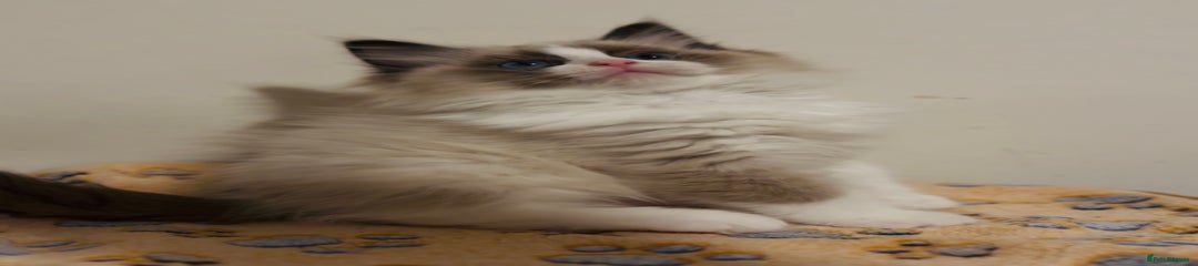 Ragdoll Kitten 2