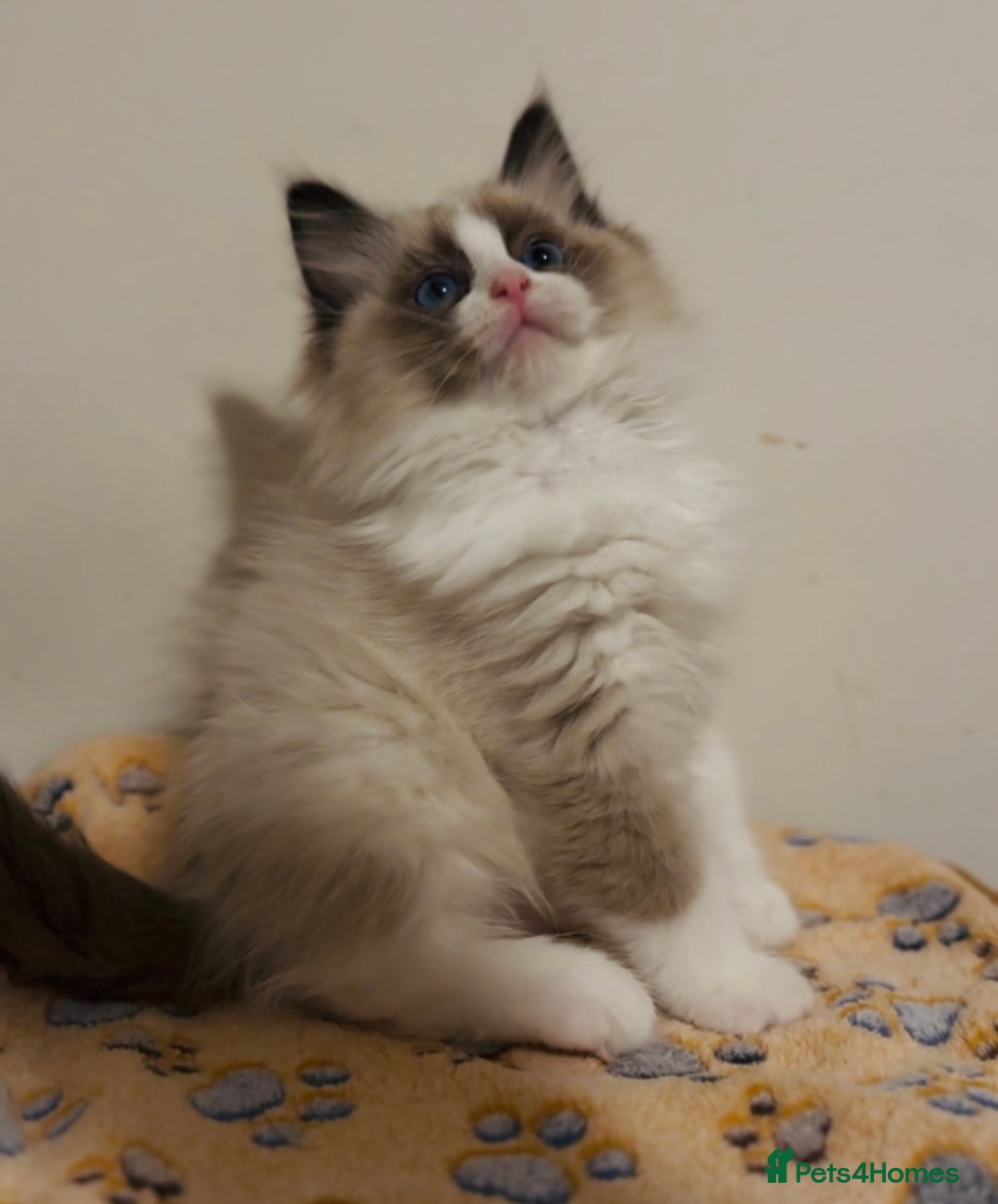 Ragdoll cats for sale: 💙🐾Tica full Pedigree🐾EU Ragdoll 🐱🐾DNA Clear❤️ - Image 6