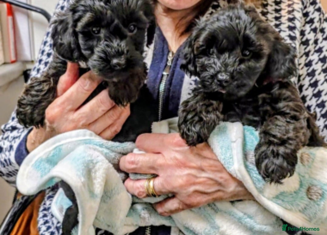 Yorkiepoo dogs for sale: GENUINE F1 YORKIEPOO PUPPIES  - Advert 23