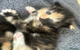 British Longhair cats for sale: Beautiful litter of kittens  - Image 11