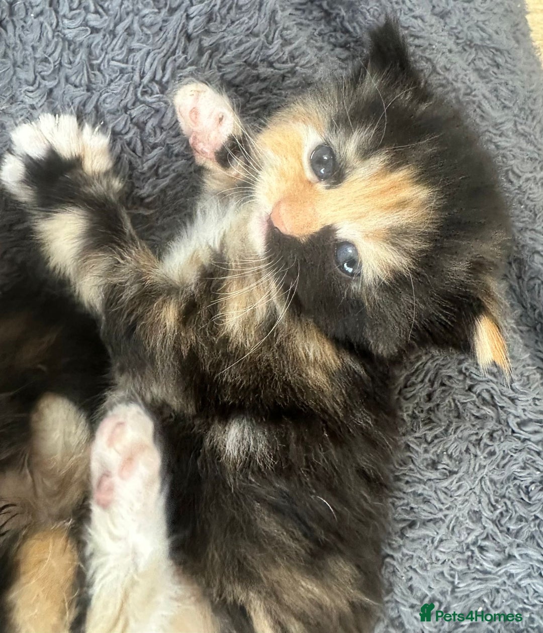 British Longhair cats for sale: Beautiful litter of kittens  - Image 11