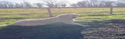 Golden Retriever dogs for sale: Beautiful Golden Retriever Puppies - Advert 12