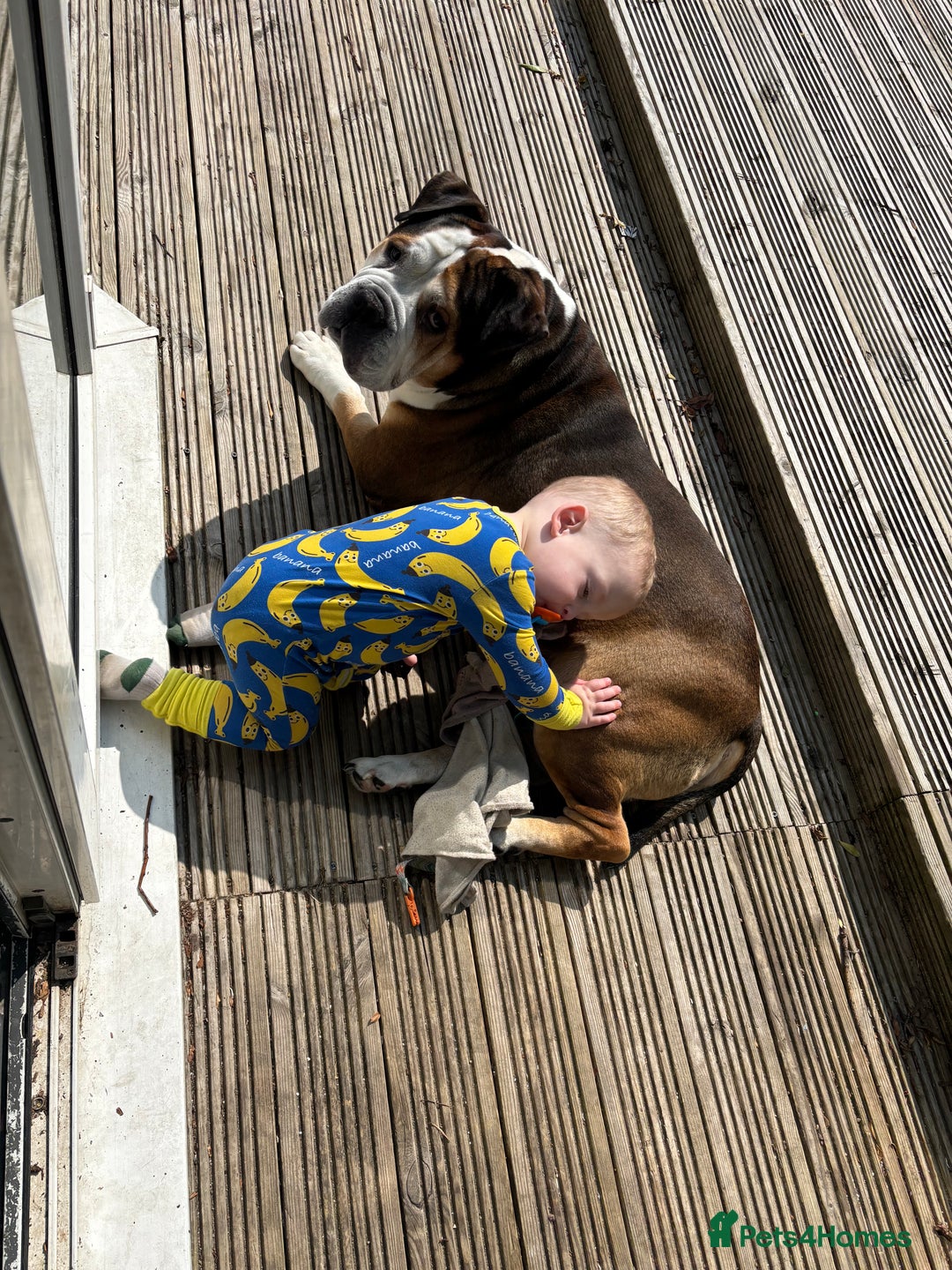 American Bulldog dogs for sale: american bulldog  - Image 18