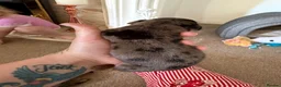Dachshund dogs for sale: Stunning dachshund babies  - Advert 3
