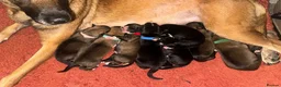 Mixed Breed dogs for sale: Belgium Mally x border colly  in Darlington - Advert 2