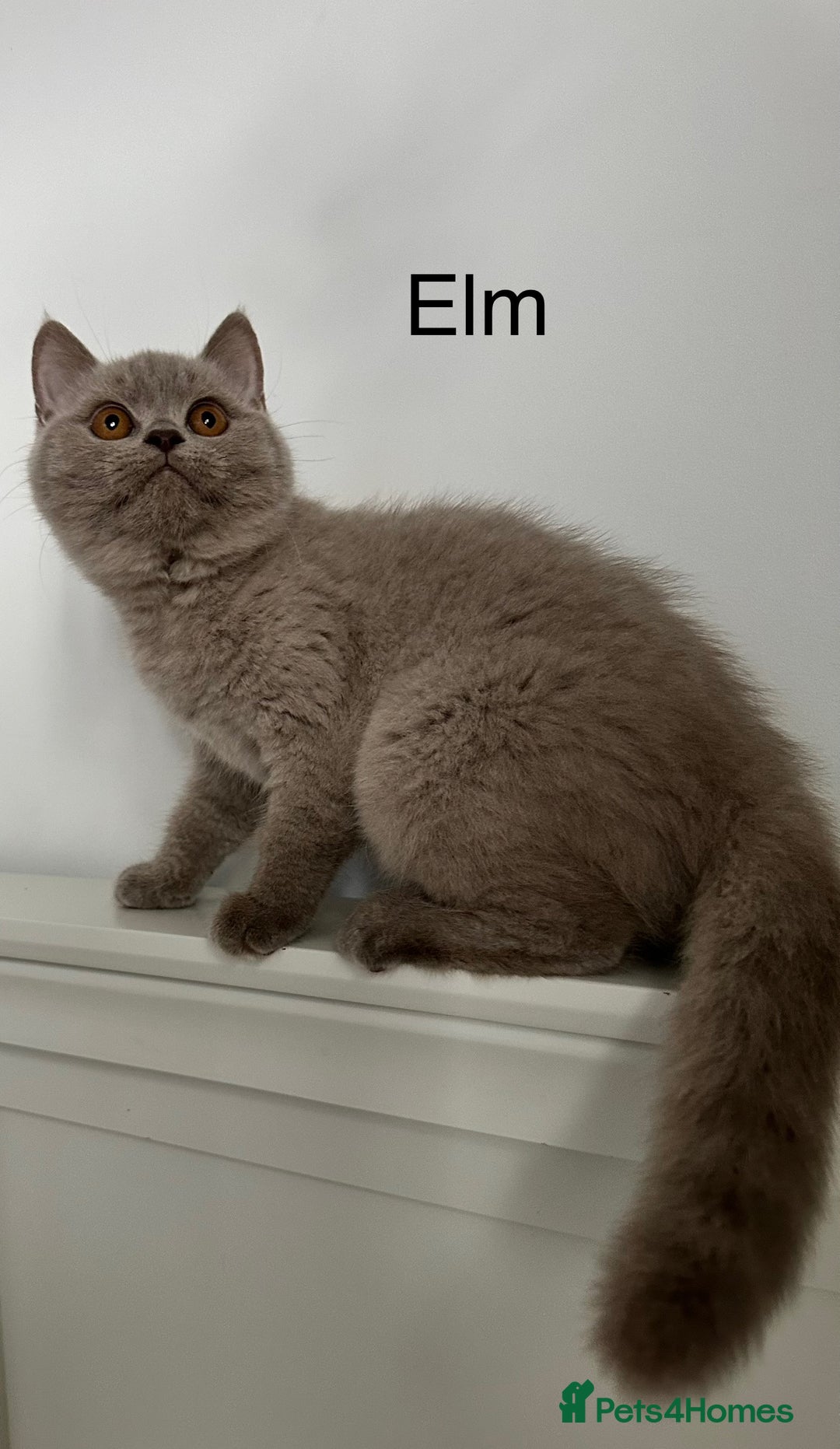 British Shorthair cats for sale: Ready🏡British Shorthair Chuky Kittens - Image 10