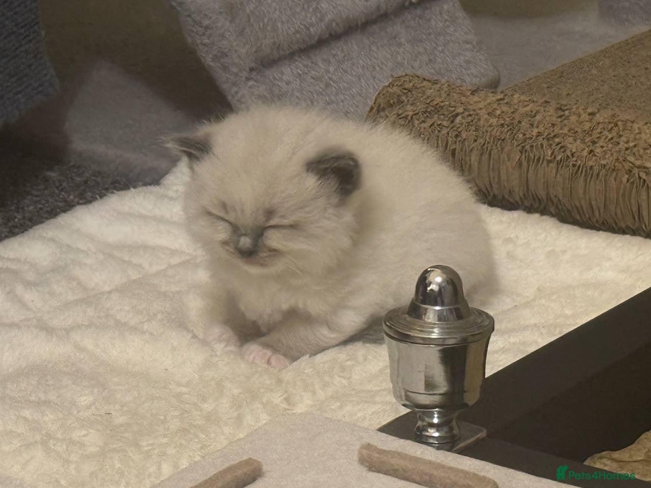 Ragdoll cats for sale: Adorable Beautiful Seal Mitted Ragdoll Kittens  - Advert 2