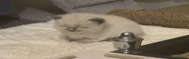 Ragdoll 3