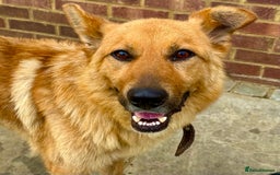 German Shepherd dogs for adoption: Ridgey – The Dog They Left Behind - Image 1