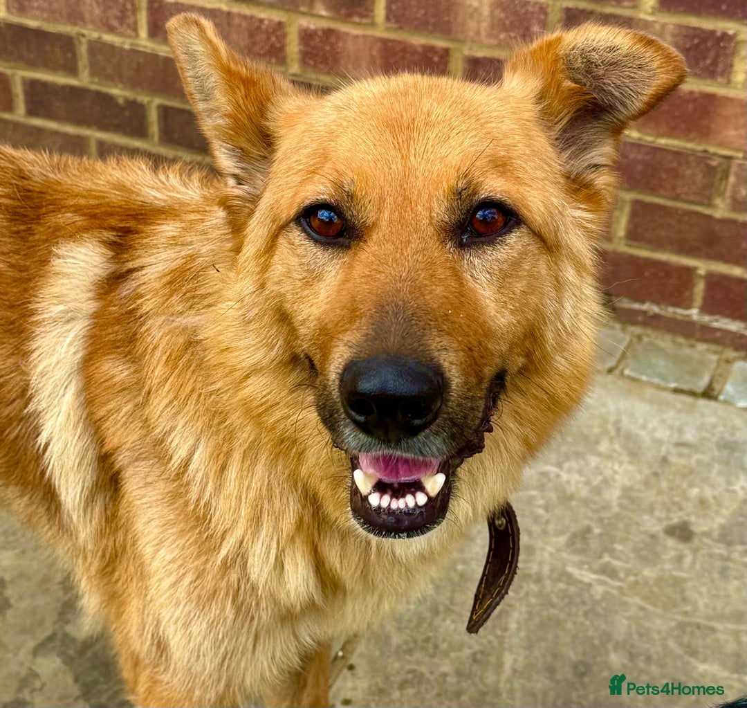 German Shepherd dogs for adoption: Ridgey – The Dog They Left Behind - Image 1