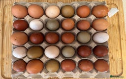 Chickens poultry for sale: Point of Lay Chickens- Colourful eggs - Image 3