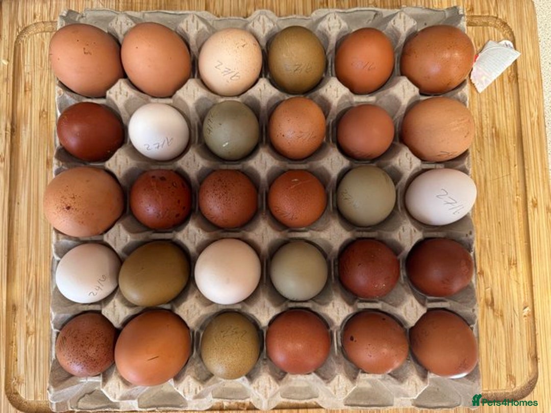 Chickens poultry for sale: Point of Lay Chickens- Colourful eggs - Image 3