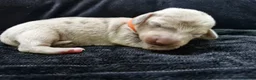 Miniature Dachshund dogs for sale: 💎 TOP QUALITY KC REG & PRA CLR MINI DACHSHUNDS💎 - Advert 16