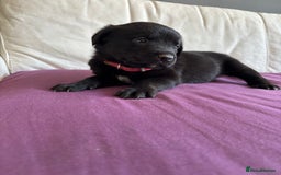 Mixed Breed dogs for sale: Rottie cross lab  - Image 2