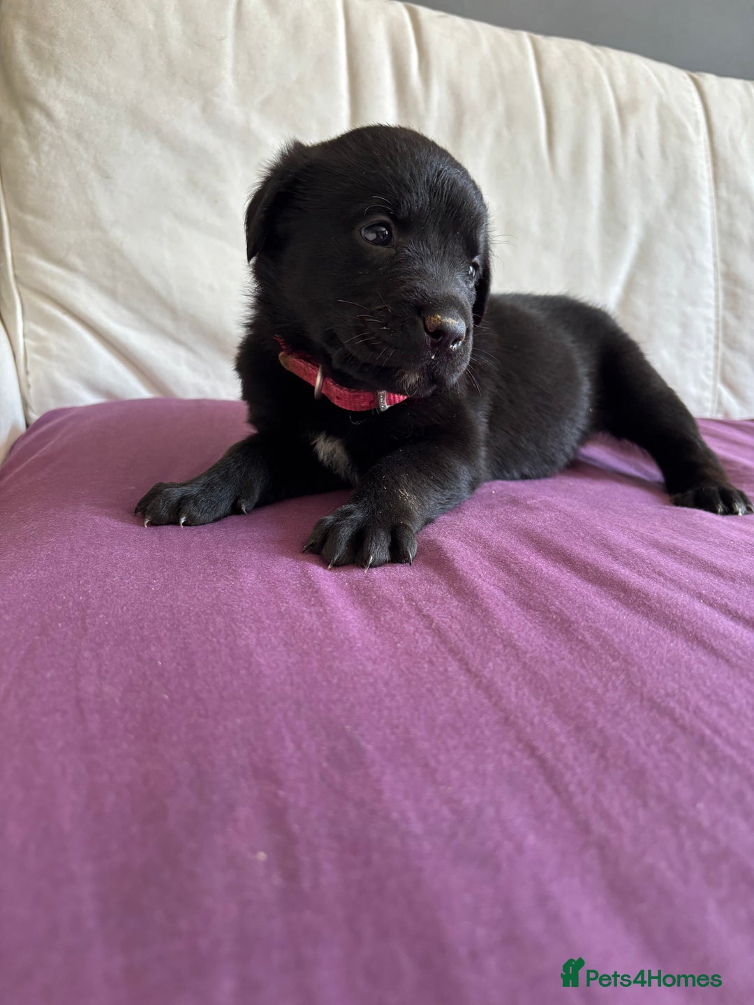 Mixed Breed dogs for sale: Rottie cross lab  - Image 2