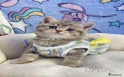 British Shorthair cats for sale: Pure Pedigree British Shorthair  - Image 5