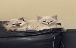 Ragdoll cats for sale: ADORABLE RAGDOLL KITTENS - READY NOW - Image 28
