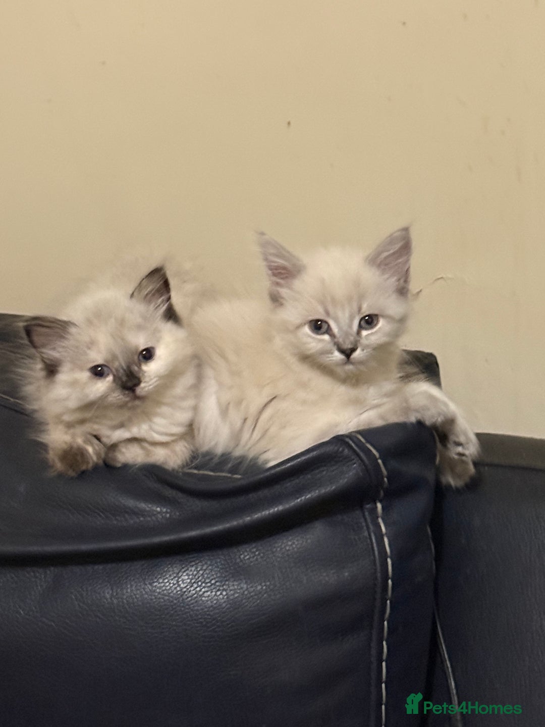 Ragdoll cats for sale: ADORABLE RAGDOLL KITTENS - READY NOW - Image 28