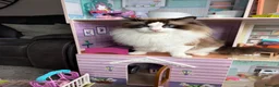 Ragdoll cats for sale: Beautiful GCCF Male Ragdoll 2 years old in Middlesbrough - Advert 5