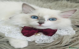 Ragdoll cats for sale: 🌸SALE.Purebred Ragdoll-GCCFstunning kittens🌸🌸🌸 in Wolverhampton - Image 4