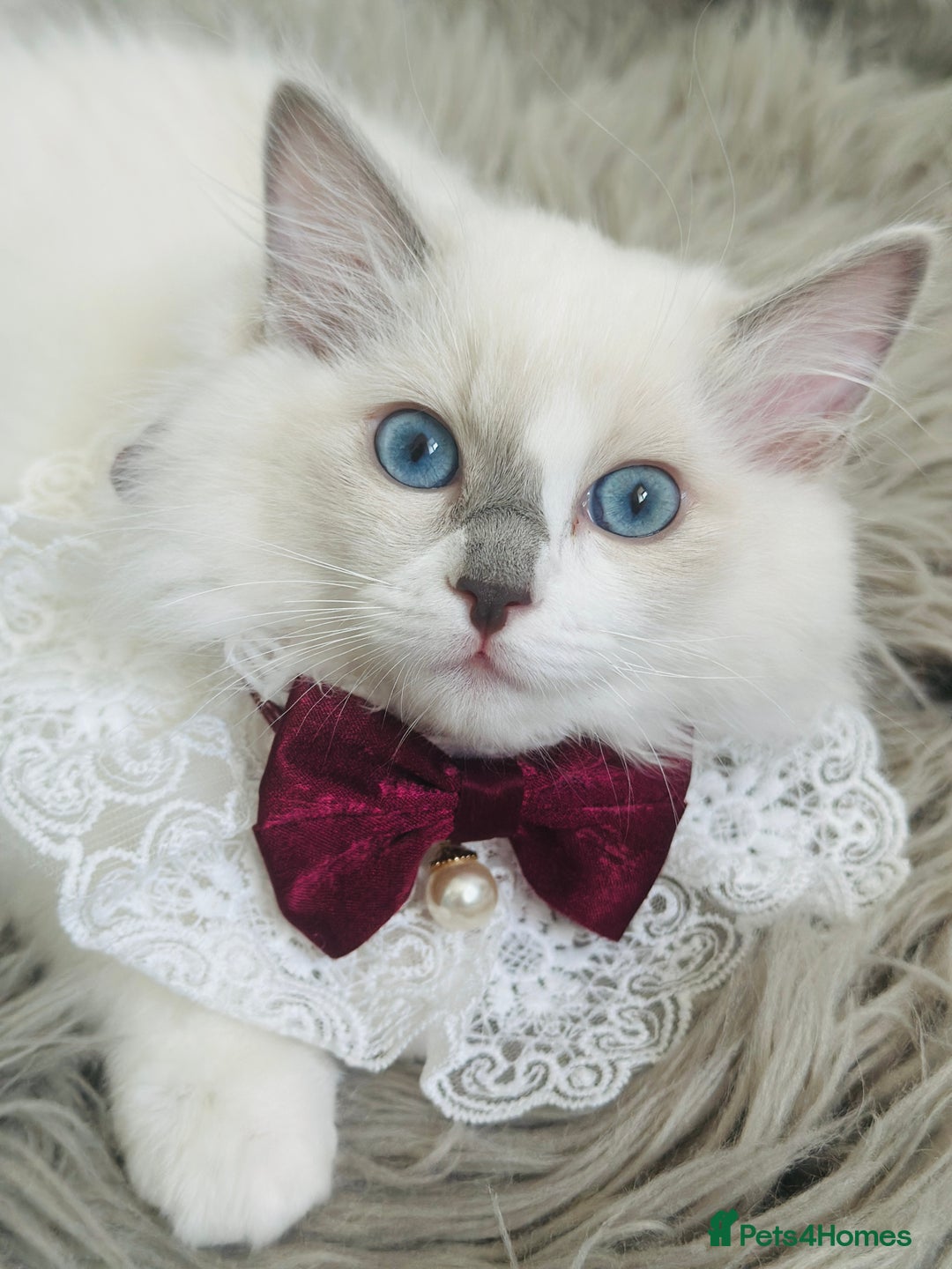Ragdoll cats for sale: 🌸SALE.Purebred Ragdoll-GCCFstunning kittens🌸🌸🌸 in Wolverhampton - Image 4