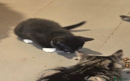 British Shorthair cats for sale: 2 kittens available now. B/w and calico - Image 5