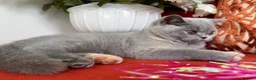 British Shorthair cats for sale: British shorthair available 🧡 - Advert 6
