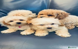 Maltipoo dogs for sale: Stuning Maltipoo Puppies Ready To Go - Image 12