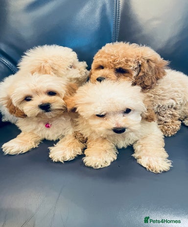 View of Hypoallergenic Puppies for sale | Pets4Homes
