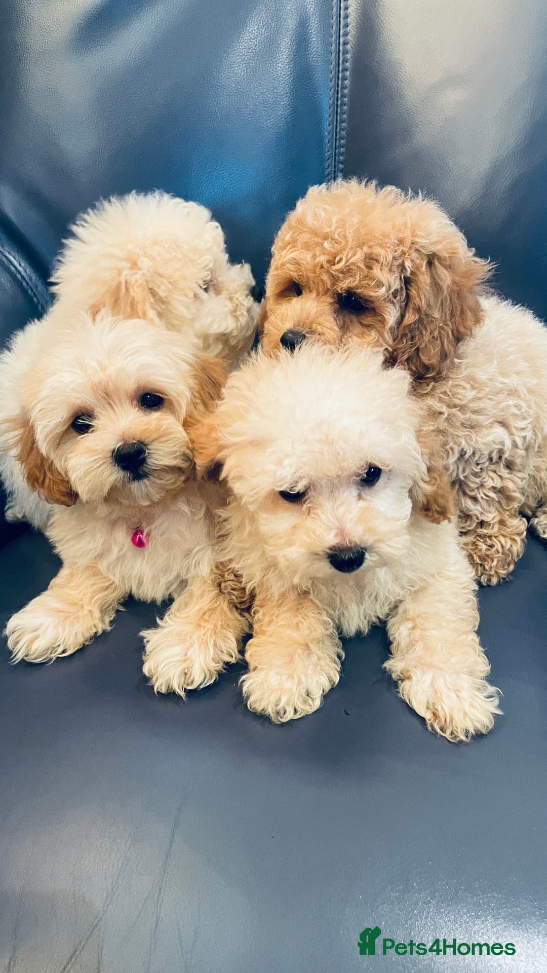 Maltipoo dogs for sale: Stuning Maltipoo Puppies Ready To Go - Image 12